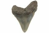Fossil Megalodon Tooth - North Carolina #219366-1